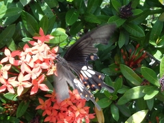 Papilio polytes stichius