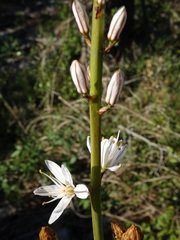 Asphodelus cerasiferus