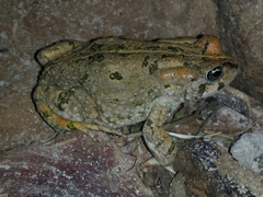 Vandijkophrynus angusticeps