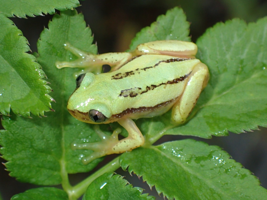 Clarke's Banana Frog