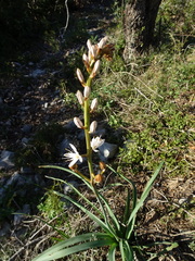 Asphodelus cerasiferus