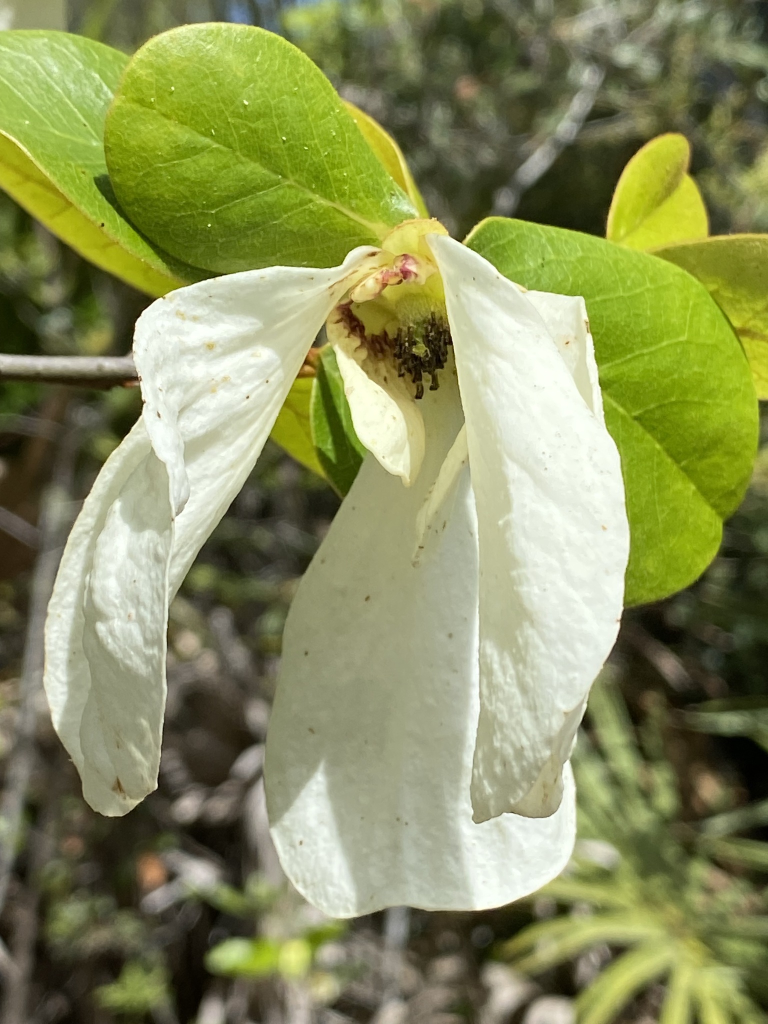 Asimina obovata