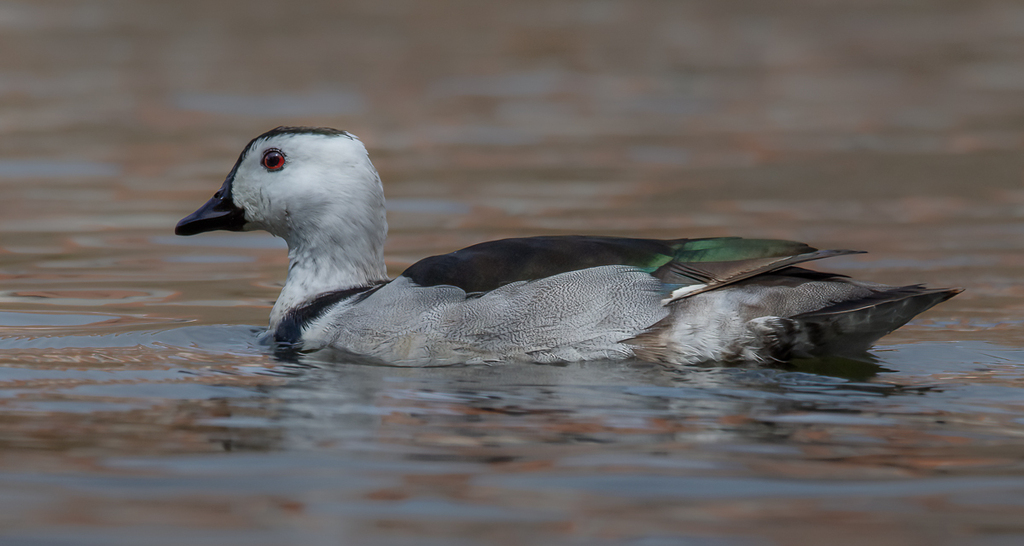 Cotton Pygmy-Goose
