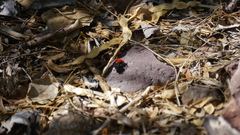 Dasymutilla magnifica