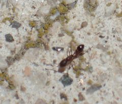 Cardiocondyla mauritanica
