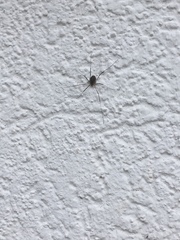 Opilio saxatilis