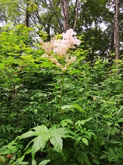 Filipendula palmata