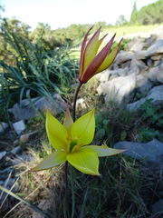 Tulipa sylvestris australis