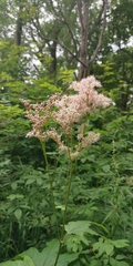 Filipendula palmata