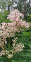 Filipendula palmata