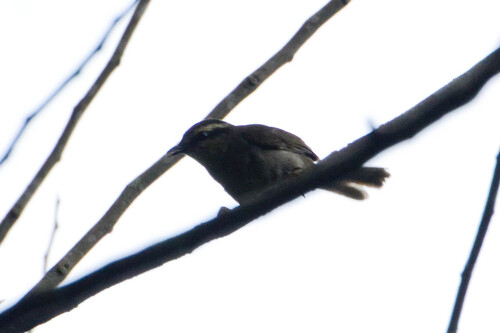 iNaturalist image