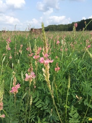Onobrychis viciifolia