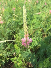 Onobrychis viciifolia