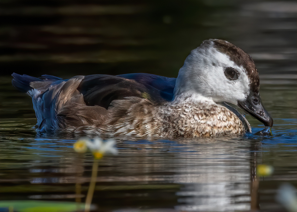 Cotton Pygmy-Goose photo