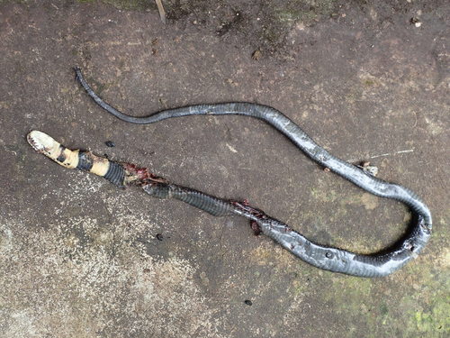 Brown Forest Cobra