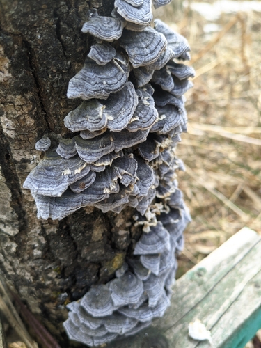 Trametes versicolor