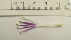 Tillandsia bulbosa