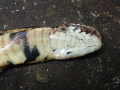 Naja subfulva
