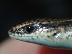 Panaspis