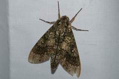 Dolbina tancrei