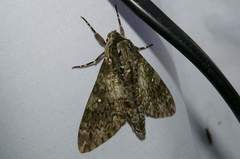 Dolbina tancrei