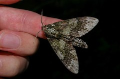Dolbina tancrei