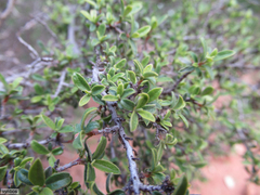 Diospyros ramulosa
