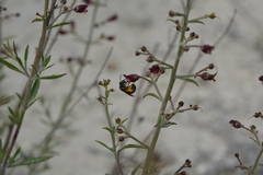 Scrophularia cretacea