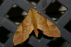 Clanis bilineata tsingtauica