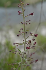 Scrophularia cretacea