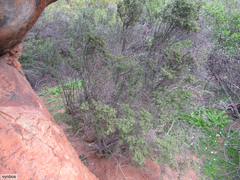 Diospyros ramulosa