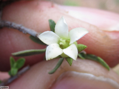 Diospyros ramulosa