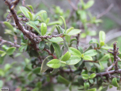 Diospyros ramulosa