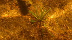 Isoetes lacustris