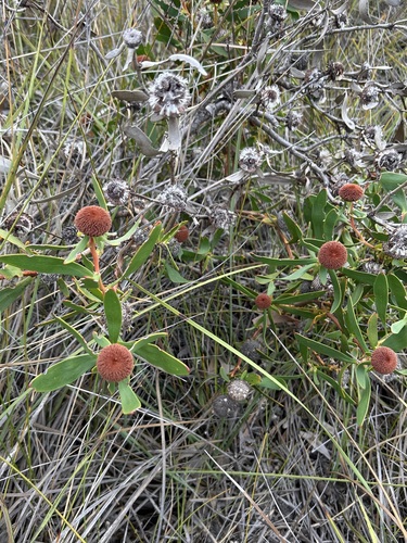 Isopogon cuneatus, photograph 6