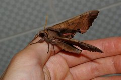Marumba echephron