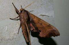 Marumba echephron