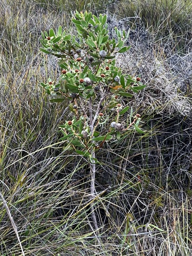 Isopogon cuneatus, photograph 5