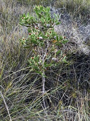 Isopogon cuneatus, photograph (c) Alan Bell, some rights reserved (CC BY)