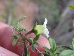 Diospyros ramulosa