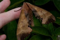 Marumba echephron