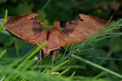 Marumba echephron