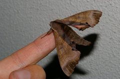 Marumba echephron