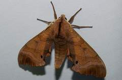 Marumba echephron