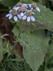 Achillea atrata