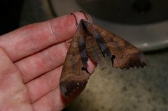 Marumba echephron