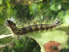 Phalera flavescens