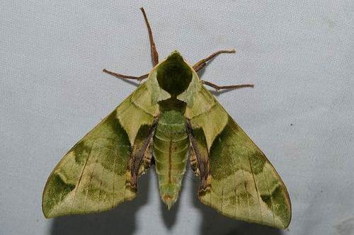 Callambulyx tatarinovii