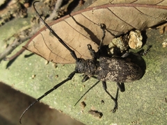 Lamiomimus gottschei