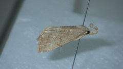 Pechipogo strigilata